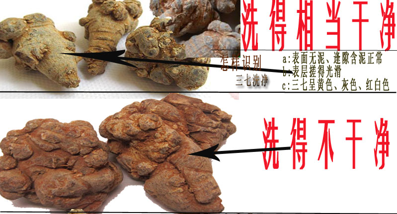 三七洗净和没有洗过三七对比图