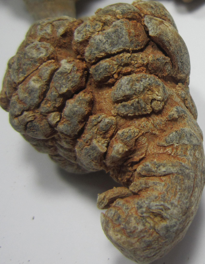 20头水洗三七图片