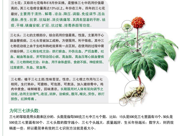 整棵三七的药用价值和养生