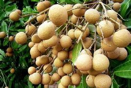 坐月子可以吃田七粉外还可以吃龙眼