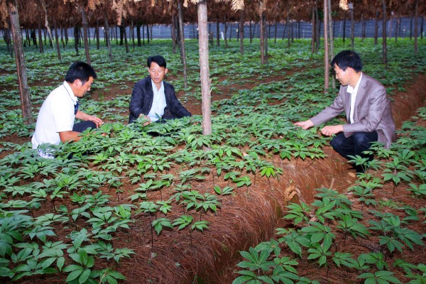 文山三七药业股份有限公司喜获有
