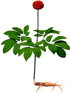 ֲ