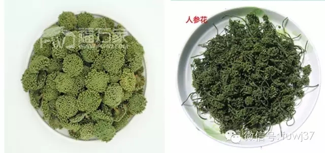 三七花与人参花相似,区别却如此