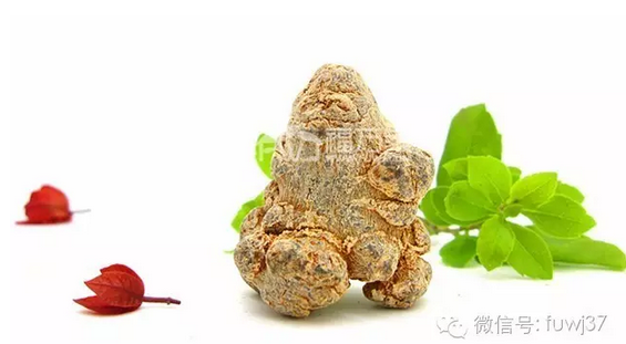 三七 文山三七