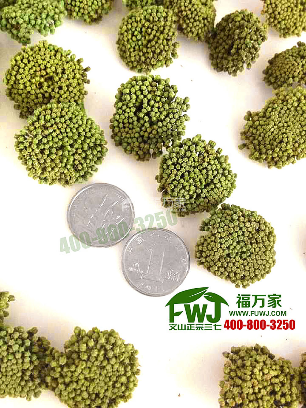 三七花 三七花