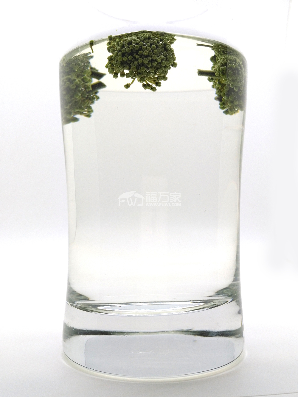三七花 三七花泡水