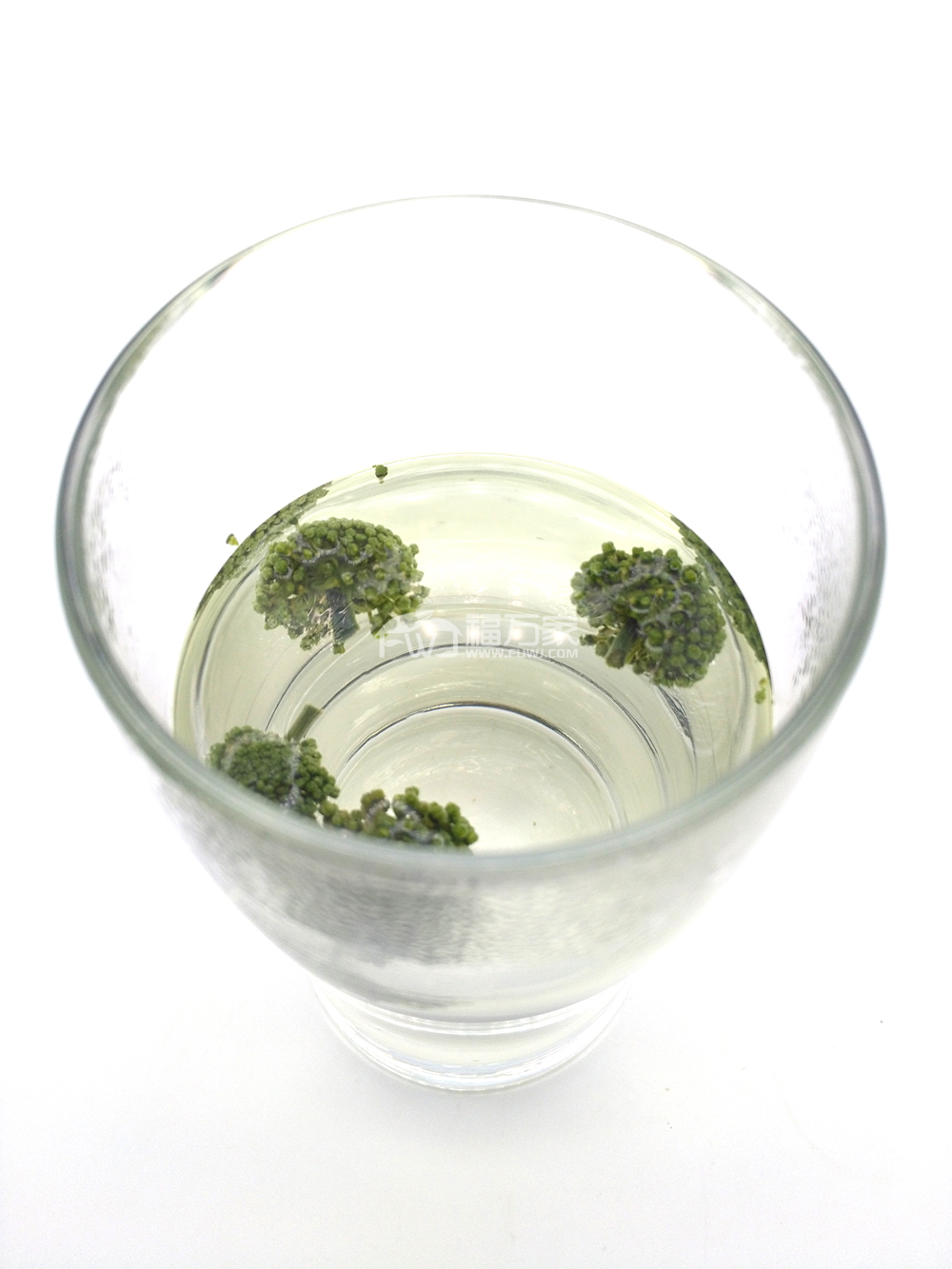 三七花 喝三七花泡水注意事项