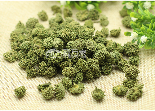 三七花