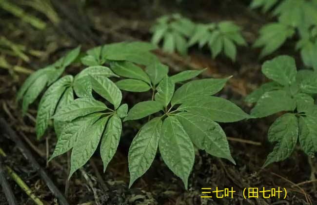 三七叶有用吗