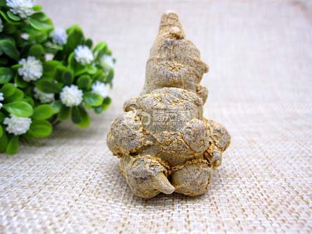 有真正野生三七吗