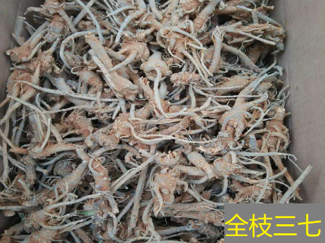 全枝三七