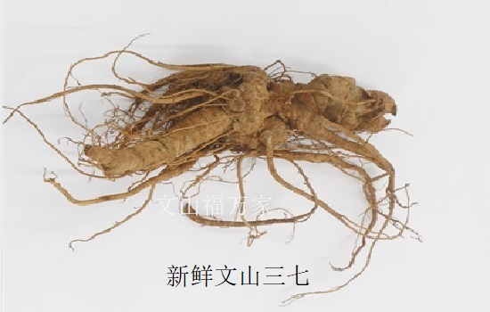 鲜三七