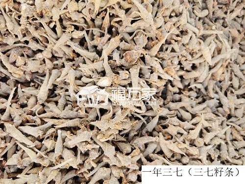 三七籽条