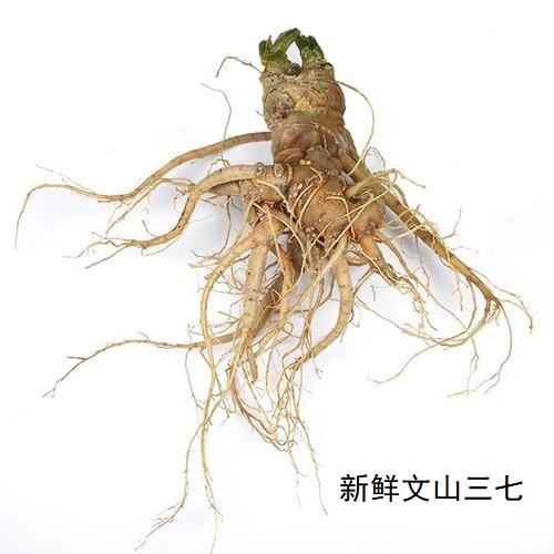 新鲜三七可以凉拌吗