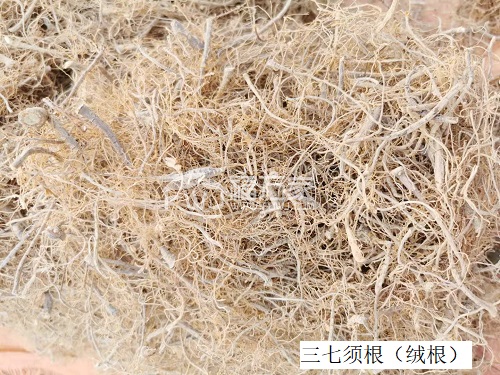 三七须根凉拌