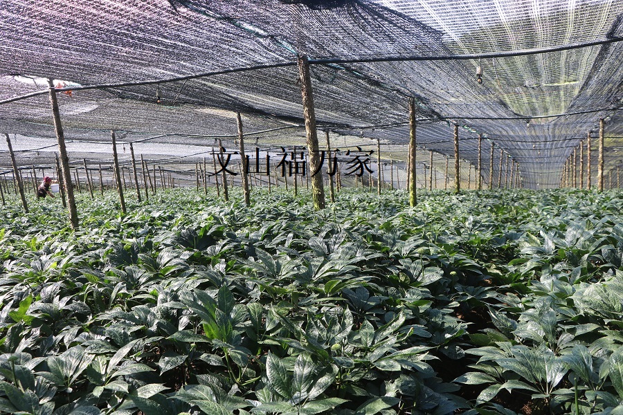 三七长在土里
